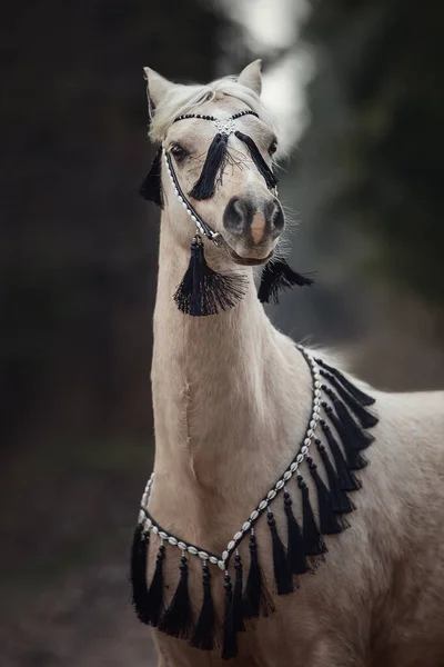 Bellissimo Pony Gallese Con Briglia Bianco Nero Nella Foresta Autunno — Foto Stock