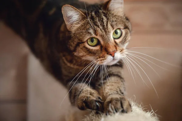 Nahporträt Einer Seriösen Marmorierten Gestromten Katze Die Hause Krallen Schärft — Stockfoto