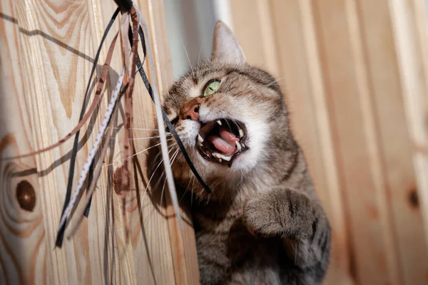 Ciddi Mermer Erkek Kedinin Portresi Evde Gündüz Ağzıyla Kedi Sopasıyla — Stok fotoğraf