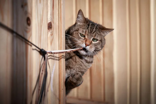 Retrato Cercano Gato Macho Tabby Mármol Serio Jugando Con Juguete —  Fotos de Stock