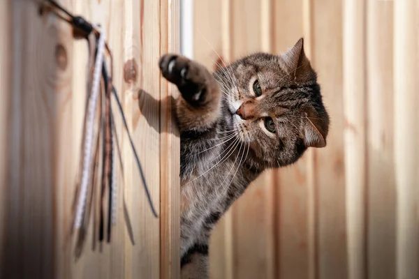 Retrato Grave Marmorizado Tabby Gato Masculino Brincando Com Brinquedo Pau — Fotografia de Stock