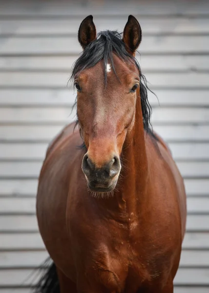 Retrato Cavalo Trote Orlov Deslumbrante Paddock Perto Abrigo Madeira Durante — Fotografia de Stock