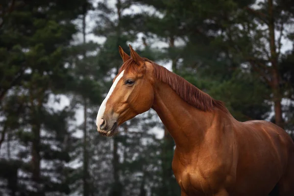 春の昼間に森の風景の中に白い線がポーズで見事な黒檀栗の馬場馬術馬の肖像画 — ストック写真