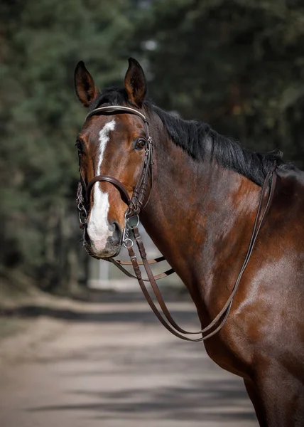 Retrato Cavalo Apascentamento Curativo Duplo Freio Estrada Florestal Primavera Diurna — Fotografia de Stock