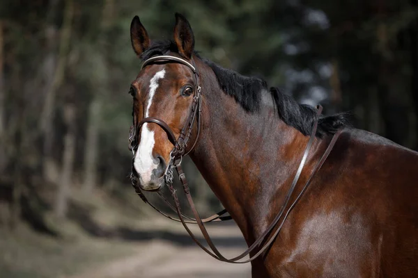Portret Ujeżdżeniowego Konia Wałachtowego Podwójnej Uzdzie Leśnej Drodze Wiosną — Zdjęcie stockowe