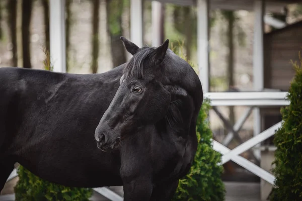 Potret Kuda Hitam Dengan Surai Panjang Berpose Dekat Stabil Siang — Stok Foto