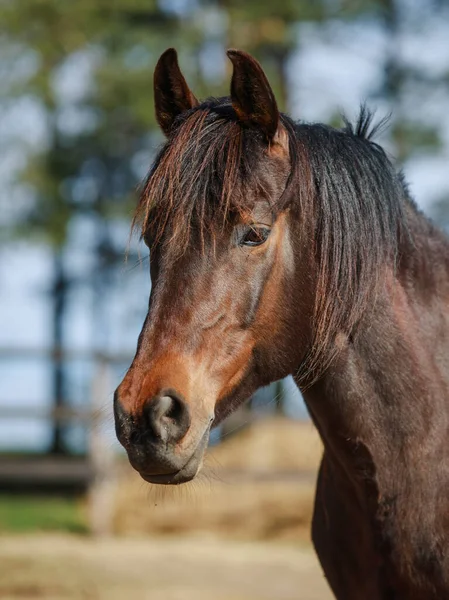 昼間の春にパドックで馬の肖像画を閉じます — ストック写真