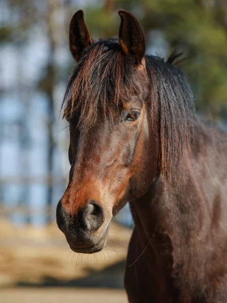 昼間の春にパドックで馬の肖像画を閉じます — ストック写真