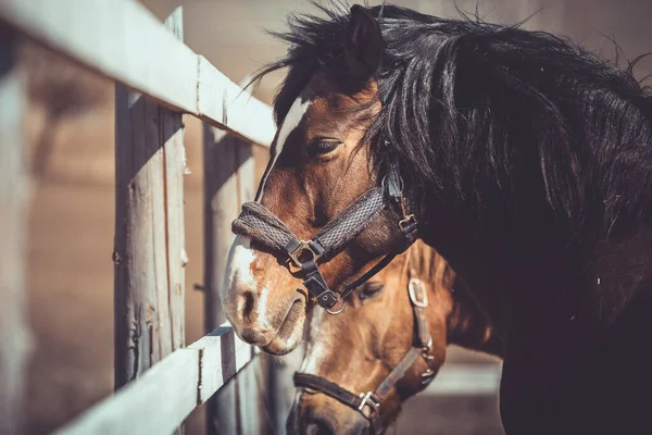 パドックのホルターに長い馬と古い暗い馬の肖像画 — ストック写真