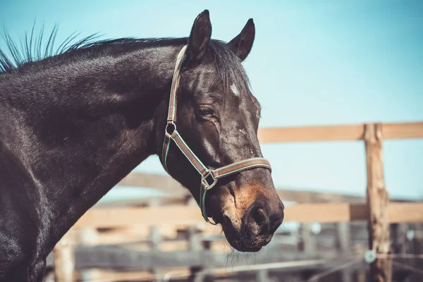 パドックのホルターにある暗い馬の肖像画 — ストック写真