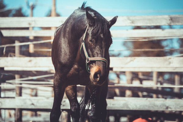 portrait of dark gelding horse in halter in paddock after drinking water