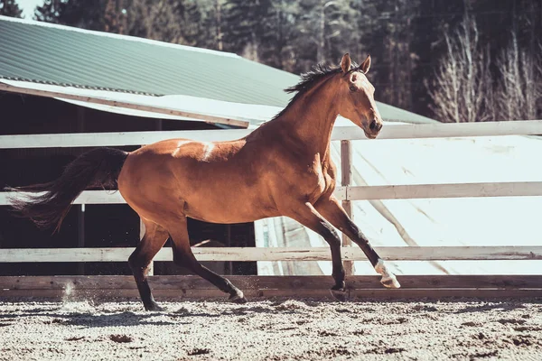 ウクライナの乗馬馬の肖像画 — ストック写真