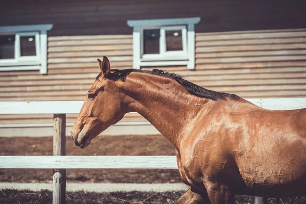 Closeup Portrait Running Ukrainian Riding Horse Spring — Stock Photo, Image