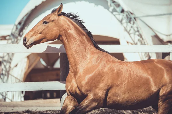 Primer Plano Retrato Correr Caballo Equitación Ucraniano Primavera —  Fotos de Stock