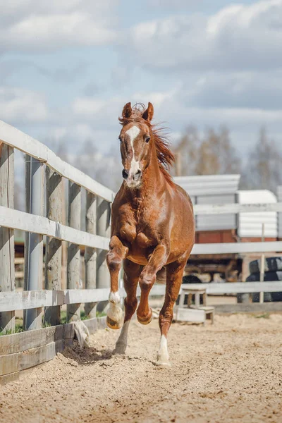 Portré Gesztenye Trakehner Csődör Vágtázó Nagy Paddock Tavasszal — Stock Fotó