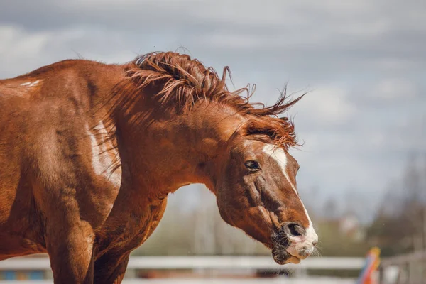 Portré Gesztenye Trakehner Csődör Rázza Fejét Háttér Tavasszal — Stock Fotó