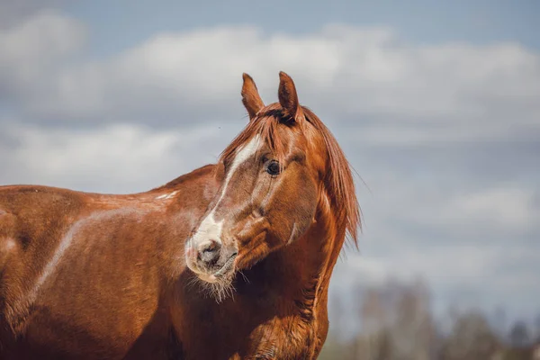 Portré Gesztenye Trakehner Csődör Égen Háttér Tavasszal — Stock Fotó