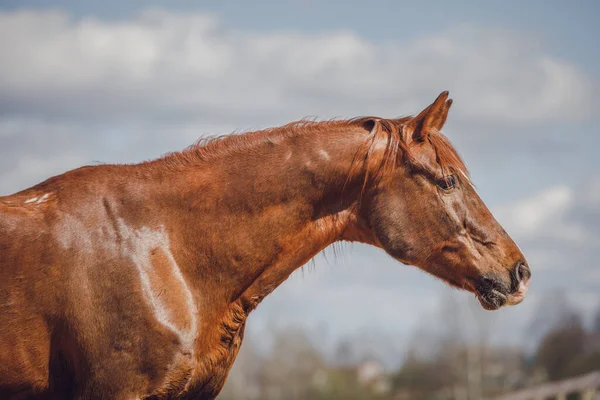 春の空を背景にした栗狩り馬の肖像画 — ストック写真