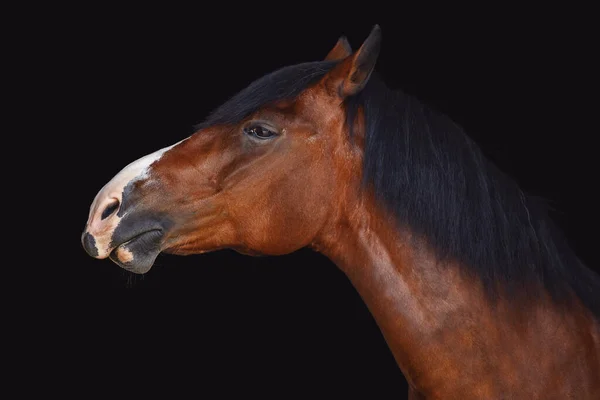 黒い背景に長いマンネのついた古い馬の肖像画 — ストック写真
