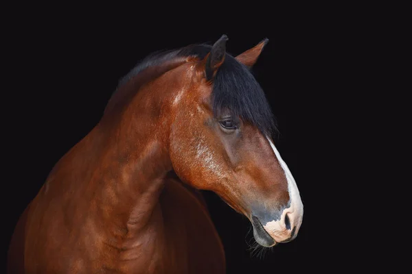 Portrét Starého Tažného Koně Dlouhou Hřívou Izolované Černém Pozadí — Stock fotografie