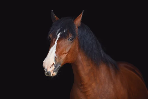 黒い背景に長いマンネのついた古い馬の肖像画 — ストック写真