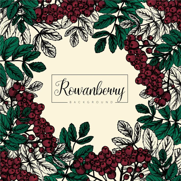 Fond dessiné à la main de branche de rowanberry avec des feuilles et berri — Image vectorielle