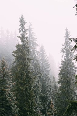 Kış yeşil ağaç karla kaplı.