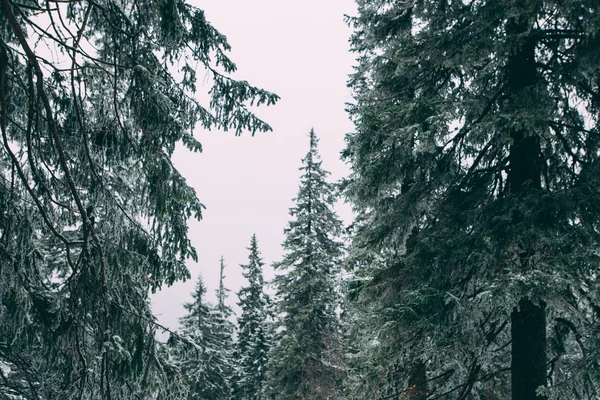 Vinter gröna träd täckta med snö. — Stockfoto