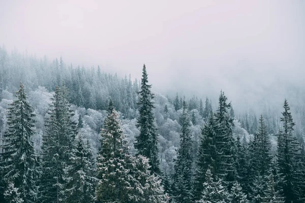 Vinter gröna träd täckta med snö. — Stockfoto