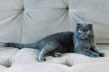 Sarı gözlü Gri kedi kanepede yatıyor.