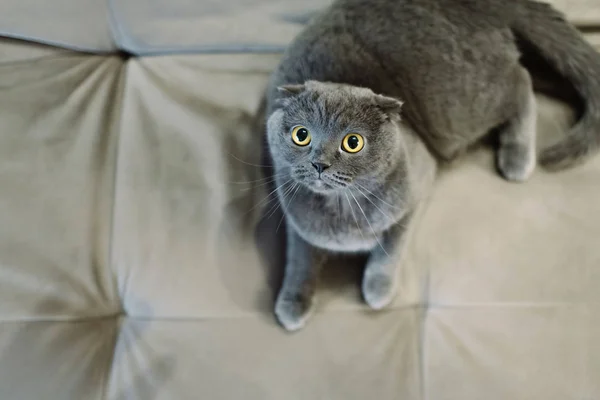 El gato gris con ojos amarillos yace en un sofá . —  Fotos de Stock