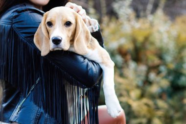 Güzel esmer kız, sevgili köpeğinin kollarına giriyor. Kız dışarıda köpekle vakit geçiriyor, av köpeği yetiştiriyor.
