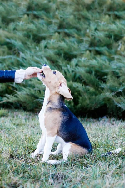 Linda chica morena es activamente pasar tiempo con su perro lindo favorito. Chica trenes en la calle perro, raza beagle — Foto de Stock
