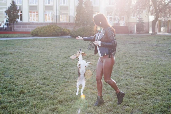 Jolie fille brune passe activement du temps avec son chien mignon préféré. Fille trains sur le chien de rue, beagle race — Photo