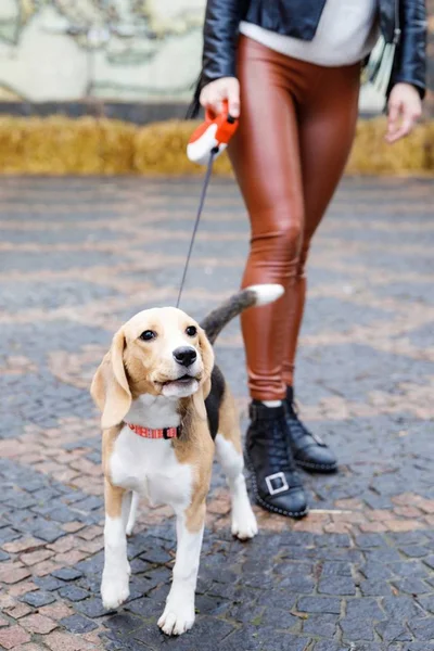 Jeune jolie fille promenant son chien mignon dans le parc. La fille passe activement ses loisirs — Photo