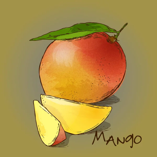 Vector färgglada Mango — Stock vektor