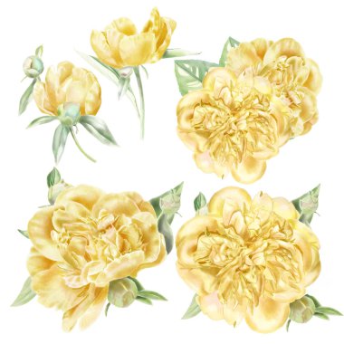 Suluboya sarı Peonies Set