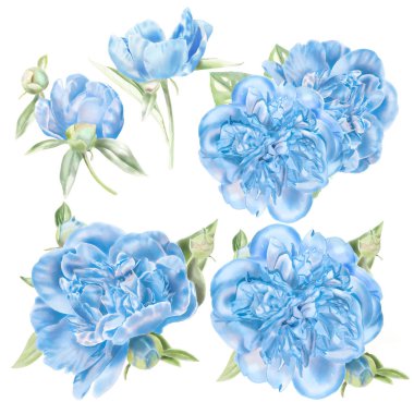 Suluboya mavi Peonies Set