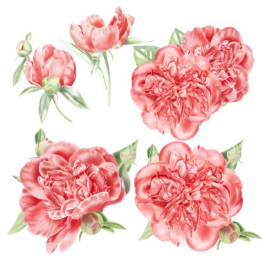 Suluboya kırmızı Peonies Set