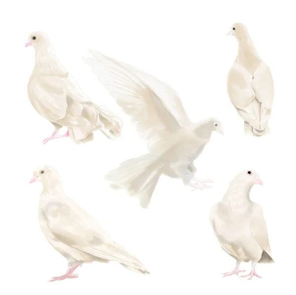 水彩鳩セット — ストック写真