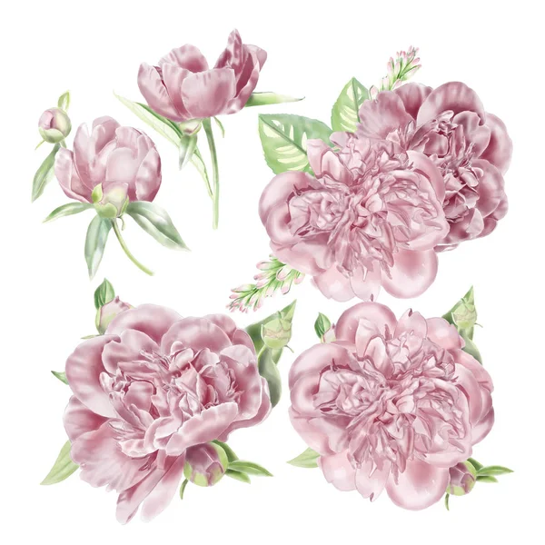 Set peonie acquerello — Foto Stock