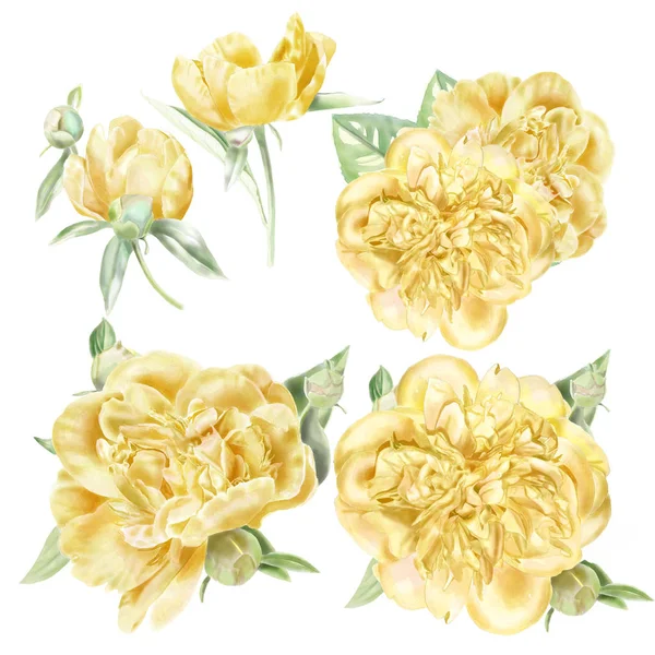 Suluboya sarı Peonies Set