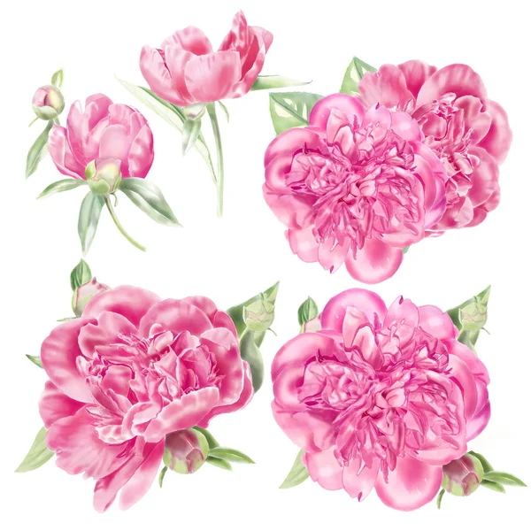 Watercolor Pink Peonies Set — Stock Photo, Image