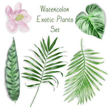 Sulu Boya egzotik yaprakları Set