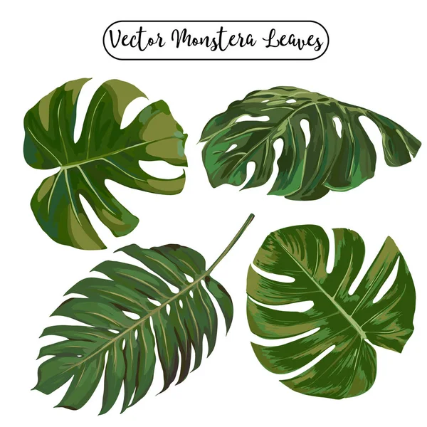 Vector Exotic Leaves Set — Stock Vector