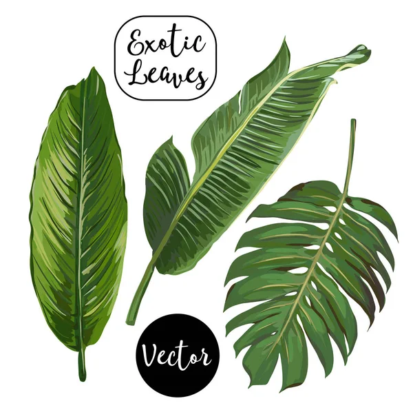 Vector Exotic Leaves Set — Stock Vector