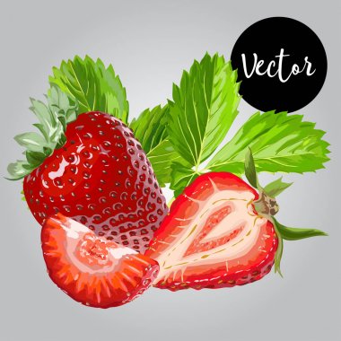 Vektör taze çilek çizim