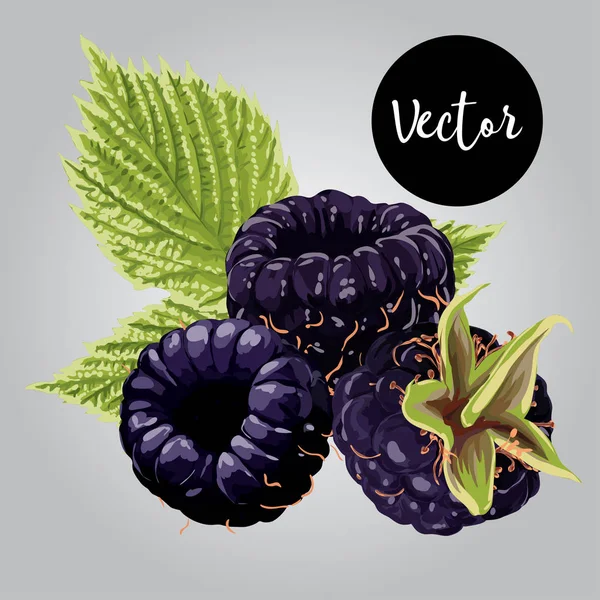 Vektör taze böğürtlen çizim