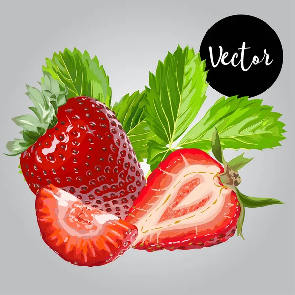 Vektör taze çilek çizim