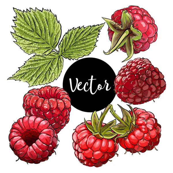 Vector rojo Raspberry Illustration — Archivo Imágenes Vectoriales